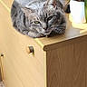 Minette participe au concours pour gagner de l'argent avec cette photo : cat, gray_cat, tabby, feline, pet, dormant, resting, wooden_dresser, furniture, indoor, orchid, flower_pot, sunlight, shadow, home_interior, cozy, relaxed, animal, domestic_cat, cute