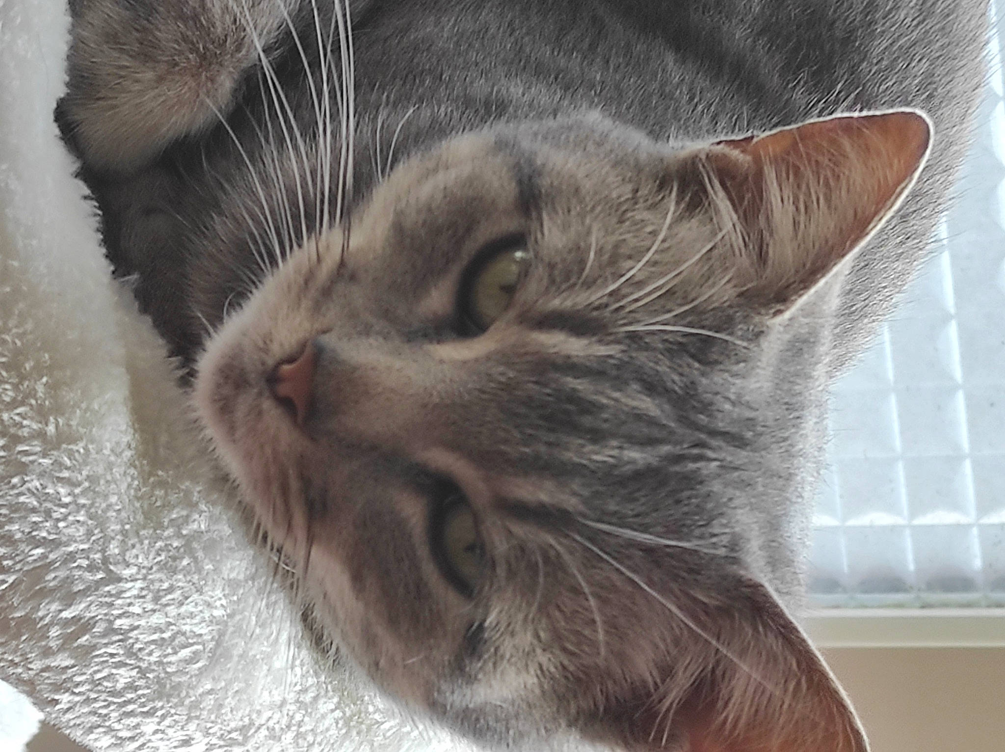 Minette a rejoint le concours — aidez-le/la à gagner de superbes lots ! carnivore, cat, claw, comfort, domestic_short_haired_cat, ear, felidae, fur, grey, paw, small_to_medium_sized_cats, snout, terrestrial_animal, whiskers