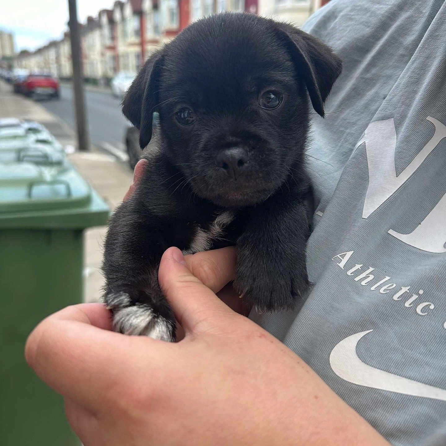 Rolo joined the competition — help win amazing prizes! animal, architecture, bodypart, building, canine, city, dog, face, finger, hand, head, outdoors, person, pet, photography, puppy, road, shelter, street, urban