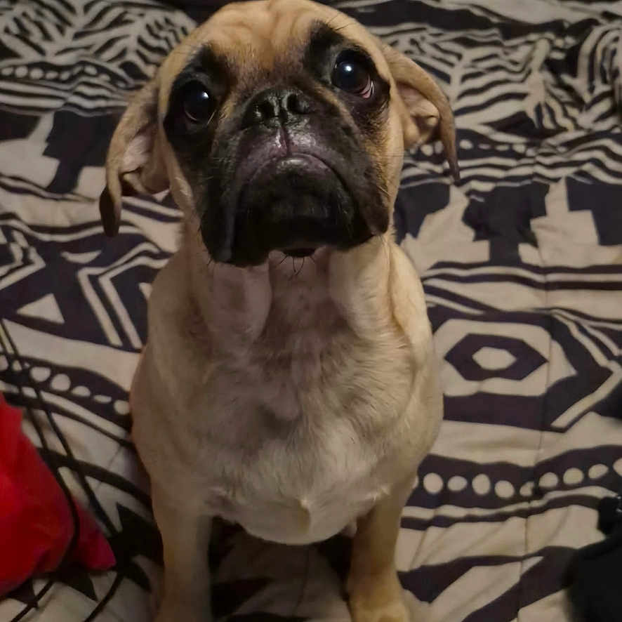 Winstin Harvala is registered to the contest to win money with this photo: adorable, animal, bed, blanket, canine, companion, cozy, cute, dog, ears, eyes, face, fur, indoor, looking_up, patterned, pet, portrait, pug, sitting