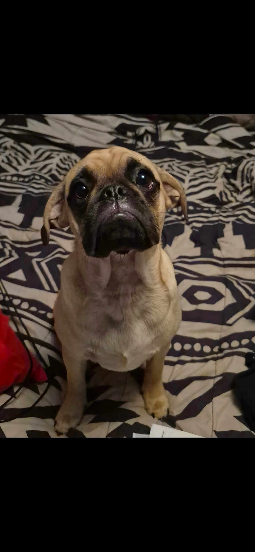 Winstin Harvala is registered to the contest to win money with this photo: dog, pug, pet, animal, indoor, bed, blanket, patterned, cute, looking_up, portrait, fur, ears, face, eyes, sitting, canine, companion, adorable, cozy