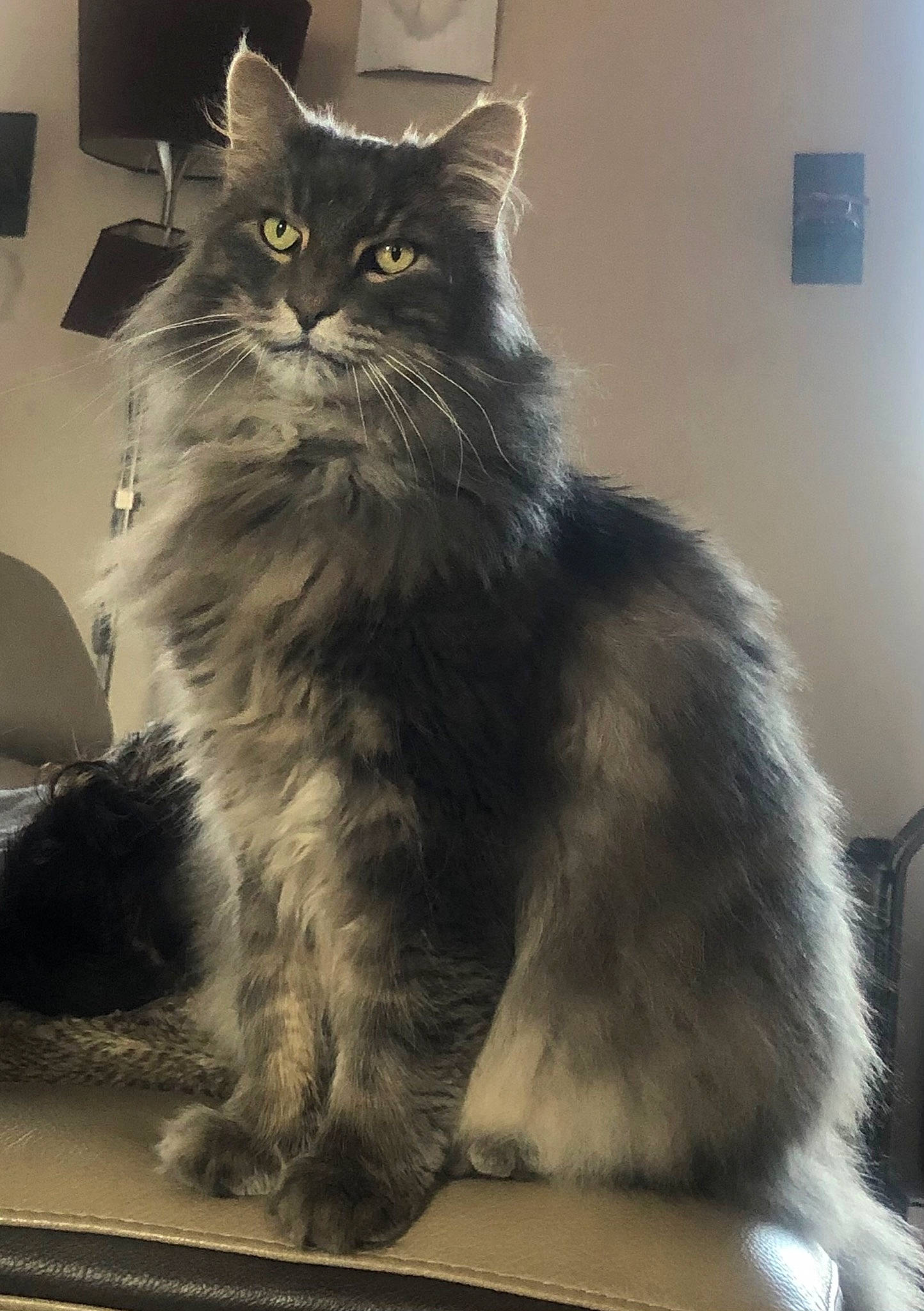 Hagrid a rejoint le concours — aidez-le/la à gagner de superbes lots ! box, british_longhair, carnivore, cat, claw, felidae, fur, grey, maine_coon, sitting, small_to_medium_sized_cats, snout, tail, terrestrial_animal, whiskers