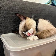 Miaouss participe au concours pour gagner de l'argent avec cette photo : cat, sleeping, plastic_container, couch, indoor, pet, fur, whiskers, pink_nose, relaxing, close_up, resting, domestic_cat, white_paws, cozy, animal, mammal, cute, peaceful, home
