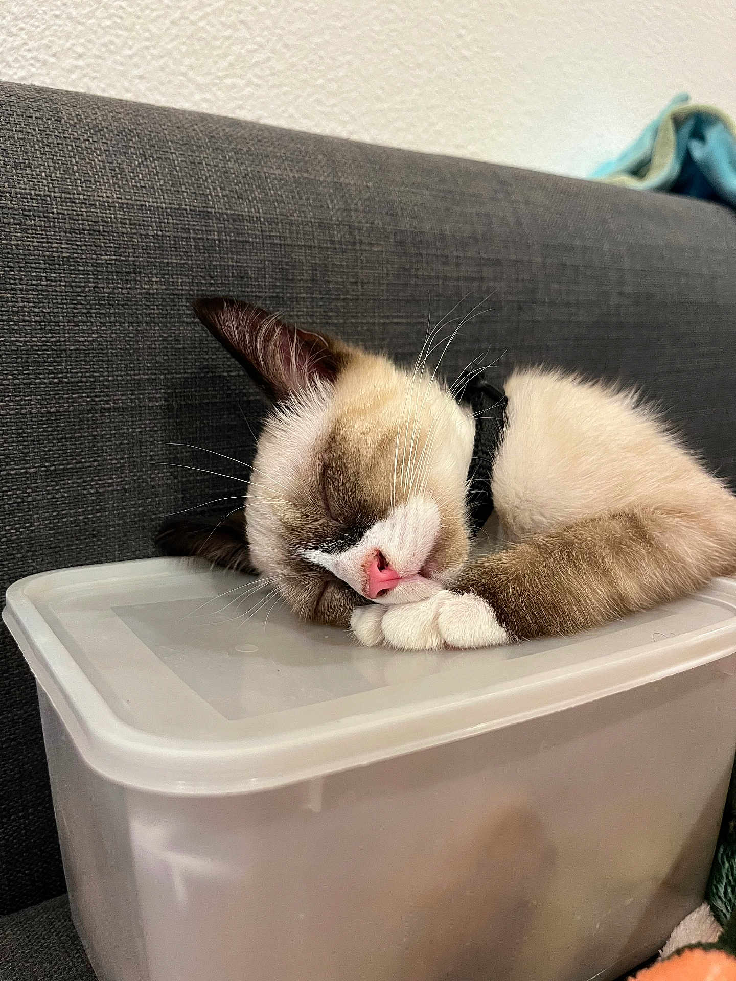 Miaouss participe au concours pour gagner de l'argent avec cette photo : cat, sleeping, plastic_container, couch, indoor, pet, fur, whiskers, pink_nose, relaxing, close_up, resting, domestic_cat, white_paws, cozy, animal, mammal, cute, peaceful, home