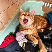 Gumball a rejoint le concours — aidez-le/la à gagner de superbes lots ! cat, orange_tabby, laundry_basket, socks, clothes, floor_tiles, pet, indoor, yawning, mouth_open, whiskers, ears, paws, relaxed, domestic_cat, feline, striped_fur, cute, home, cozy