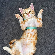 Gumball participe au concours pour gagner de l'argent avec cette photo : kitten, cat, orange_tabby, white_fur, collar, pet, cute, playful, lying_down, paws_up, indoor, texture, fabric, resting, young_animal, domestic_cat, feline, fur_pattern, whiskers, green_eyes