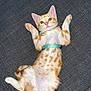 kitten, cat, orange_tabby, white_fur, collar, pet, cute, playful, lying_down, paws_up, indoor, texture, fabric, resting, young_animal, domestic_cat, feline, fur_pattern, whiskers, green_eyes