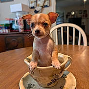 Cinnamon is registered to the contest to win money with this photo: puppy, dog, teacup, table, indoor, cute, small, animal, pet, decorative, chair, wooden_table, home, background, curious, brown, white, ears, face, closeup
