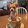 puppy, dog, teacup, table, indoor, cute, small, animal, pet, decorative, chair, wooden_table, home, background, curious, brown, white, ears, face, closeup