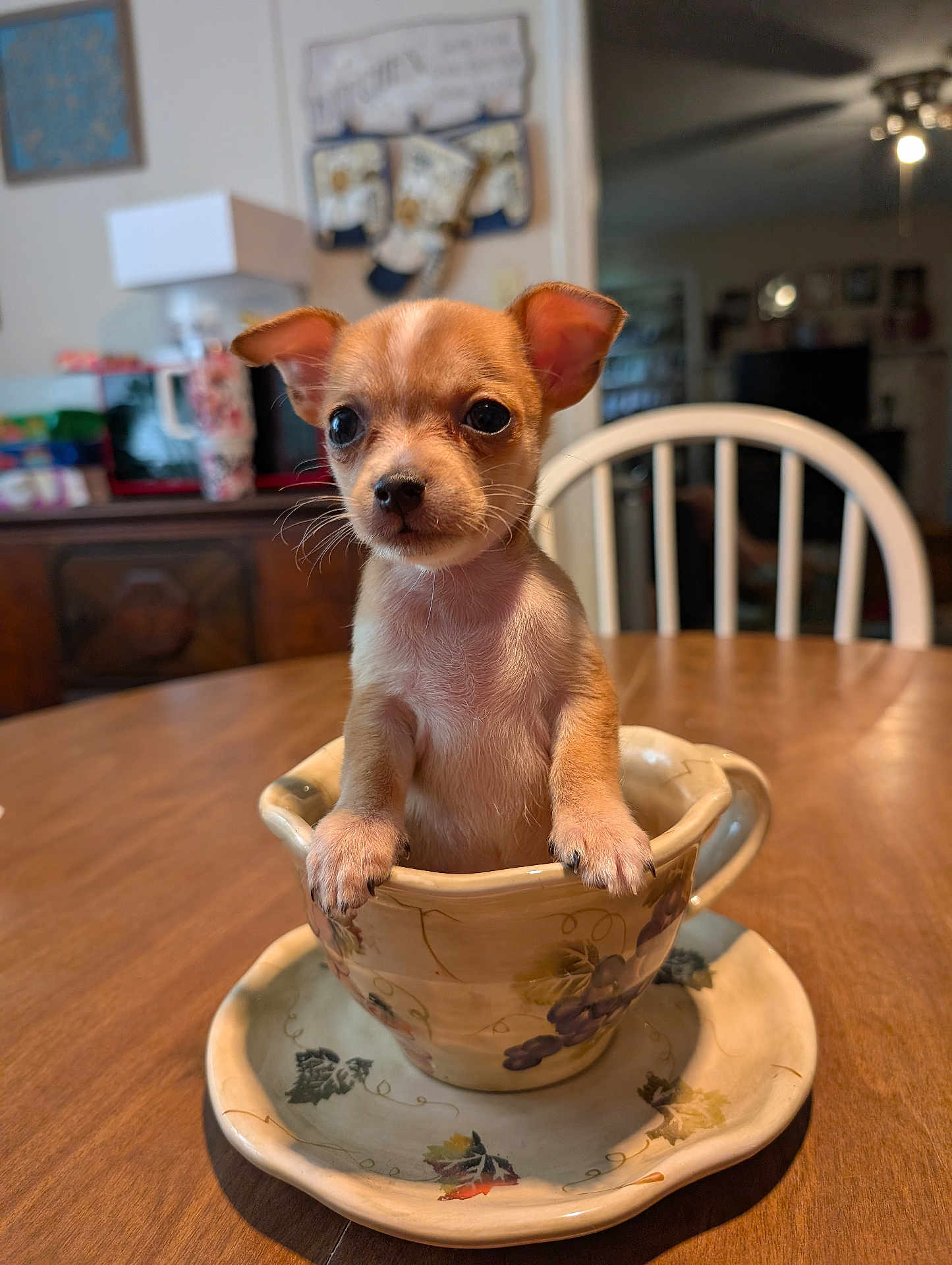 Cinnamon is registered to the contest to win money with this photo: puppy, dog, teacup, table, indoor, cute, small, animal, pet, decorative, chair, wooden_table, home, background, curious, brown, white, ears, face, closeup