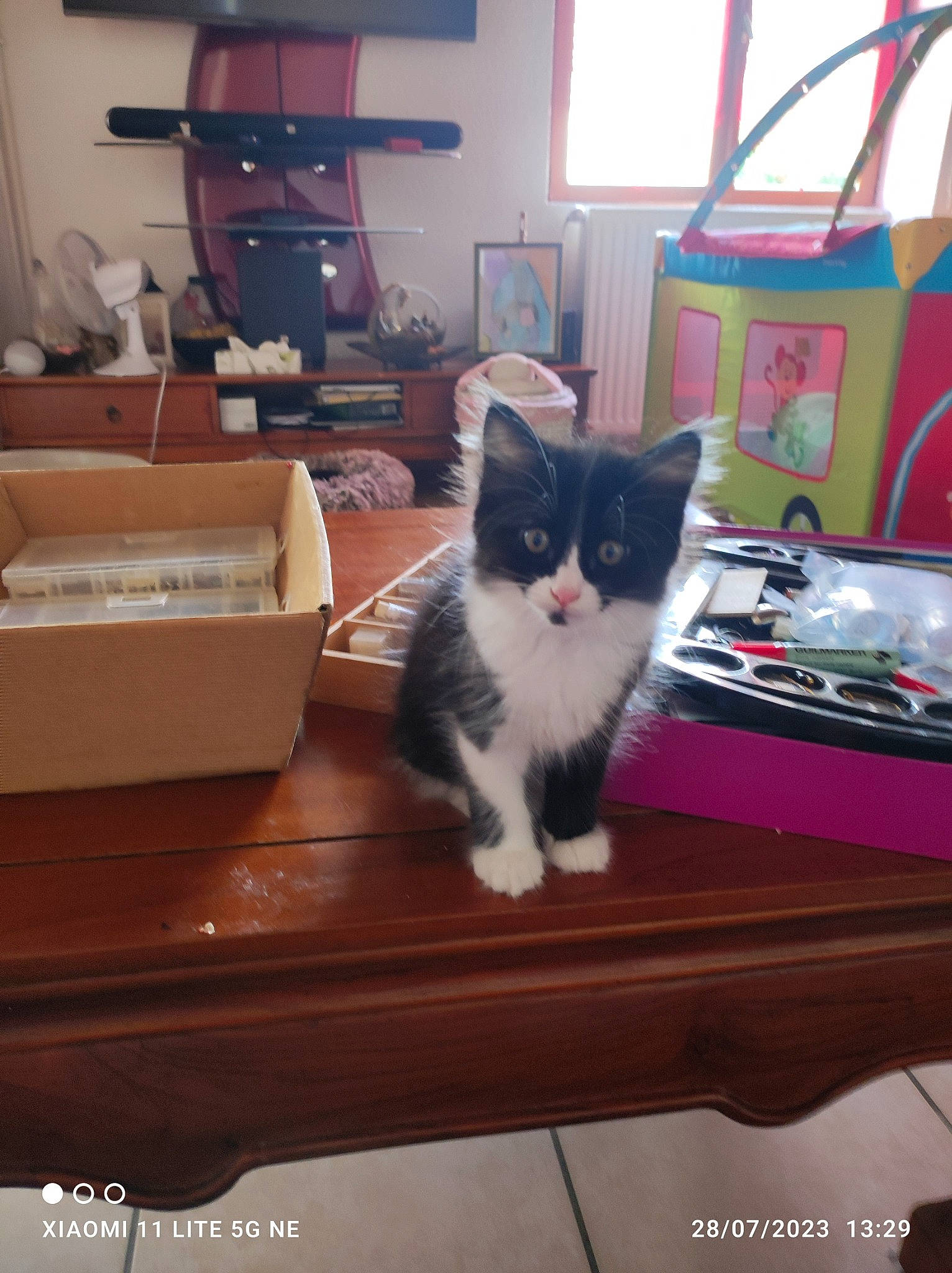 Nala a rejoint le concours — aidez-le/la à gagner de superbes lots ! bookcase, carnivore, cat, domestic_short_haired_cat, felidae, floor, flooring, fur, hardwood, living_room, picture_frame, room, shelf, shelving, small_to_medium_sized_cats, table, tail, whiskers, window, wood