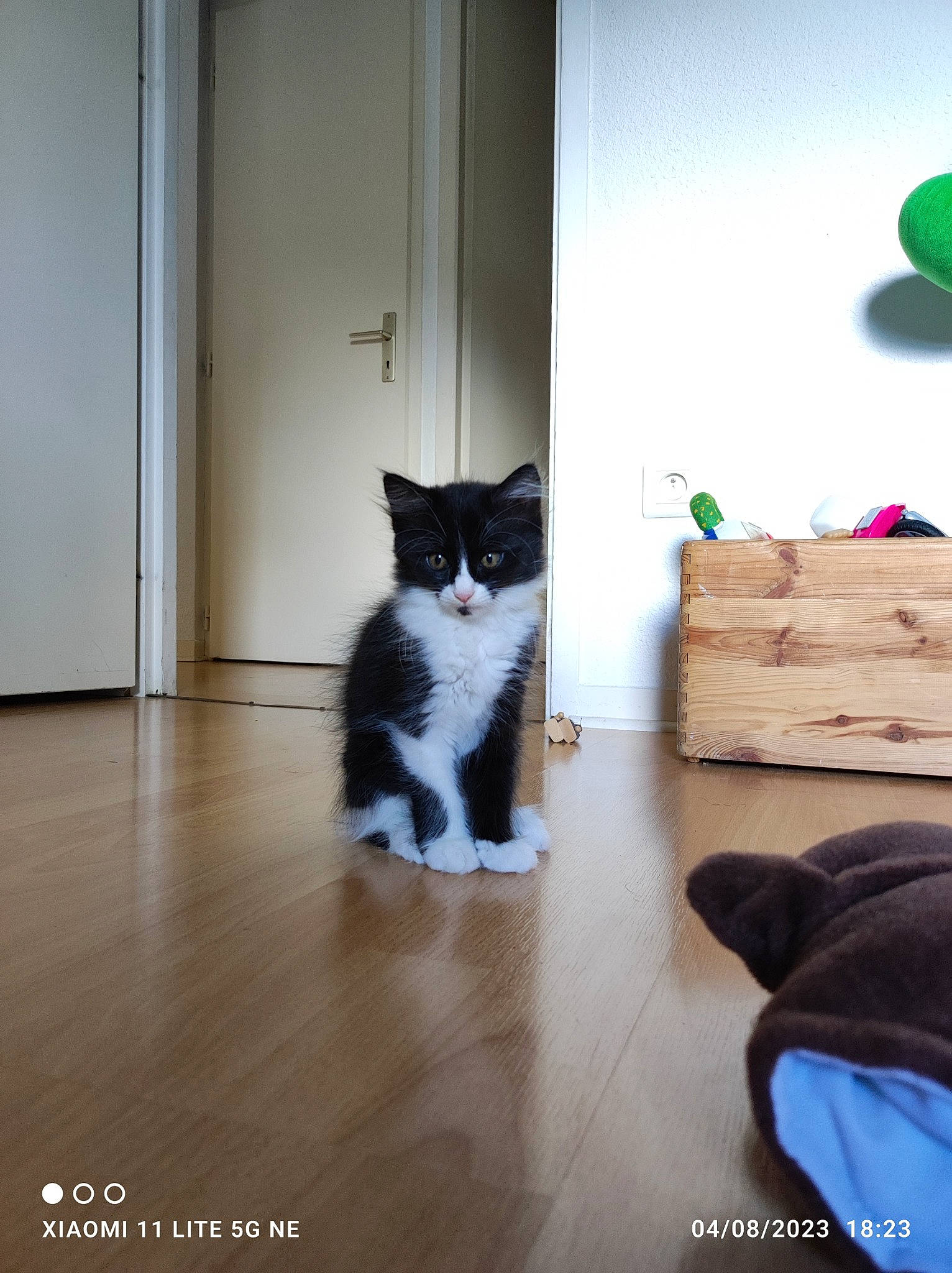 Nala a rejoint le concours — aidez-le/la à gagner de superbes lots ! carnivore, cat, comfort, domestic_short_haired_cat, door, felidae, floor, flooring, fur, grey, hardwood, interior_design, laminate_flooring, small_to_medium_sized_cats, tail, tints_and_shades, whiskers, window, wood, wood_flooring