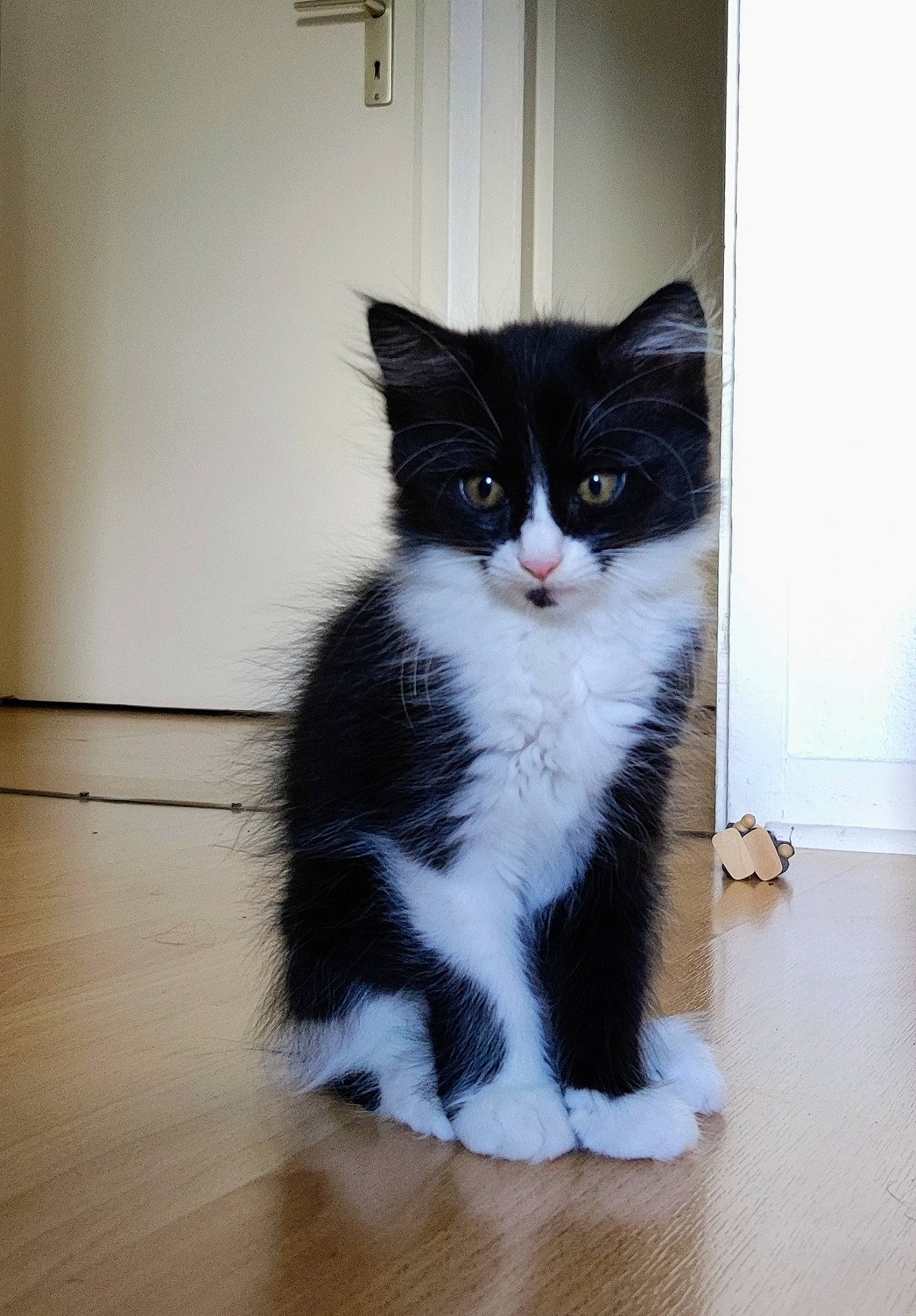 Nala a rejoint le concours — aidez-le/la à gagner de superbes lots ! carnivore, cat, domestic_short_haired_cat, felidae, floor, flooring, formal_wear, fur, hardwood, laminate_flooring, sitting, small_to_medium_sized_cats, snout, tail, whiskers, window, wood, wood_flooring