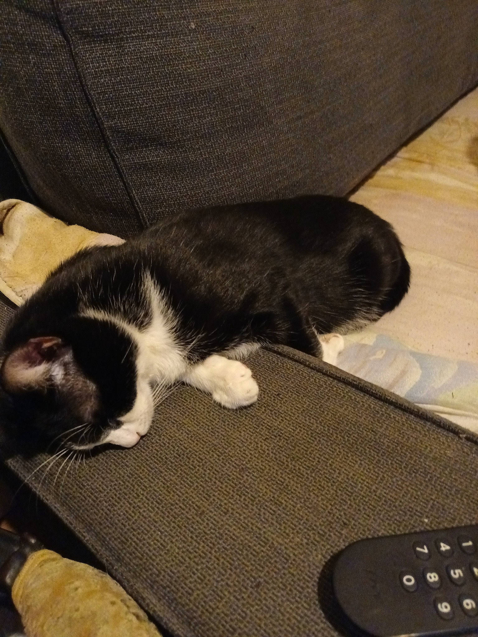 Tao a rejoint le concours — aidez-le/la à gagner de superbes lots ! canidae, carnivore, cat, comfort, companion_dog, dog_breed, domestic_short_haired_cat, felidae, flooring, fur, grey, hardwood, nap, sleep, small_to_medium_sized_cats, snout, sporting_group, tail, whiskers, wood