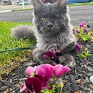 Ozzy joined the competition — help win amazing prizes! cat, gray_cat, one_eyed, flower, purple_flower, garden, mulch, grass, outdoor, pet, animal, fur, closeup, nature, suburban, road, car, leash, relaxed, portrait
