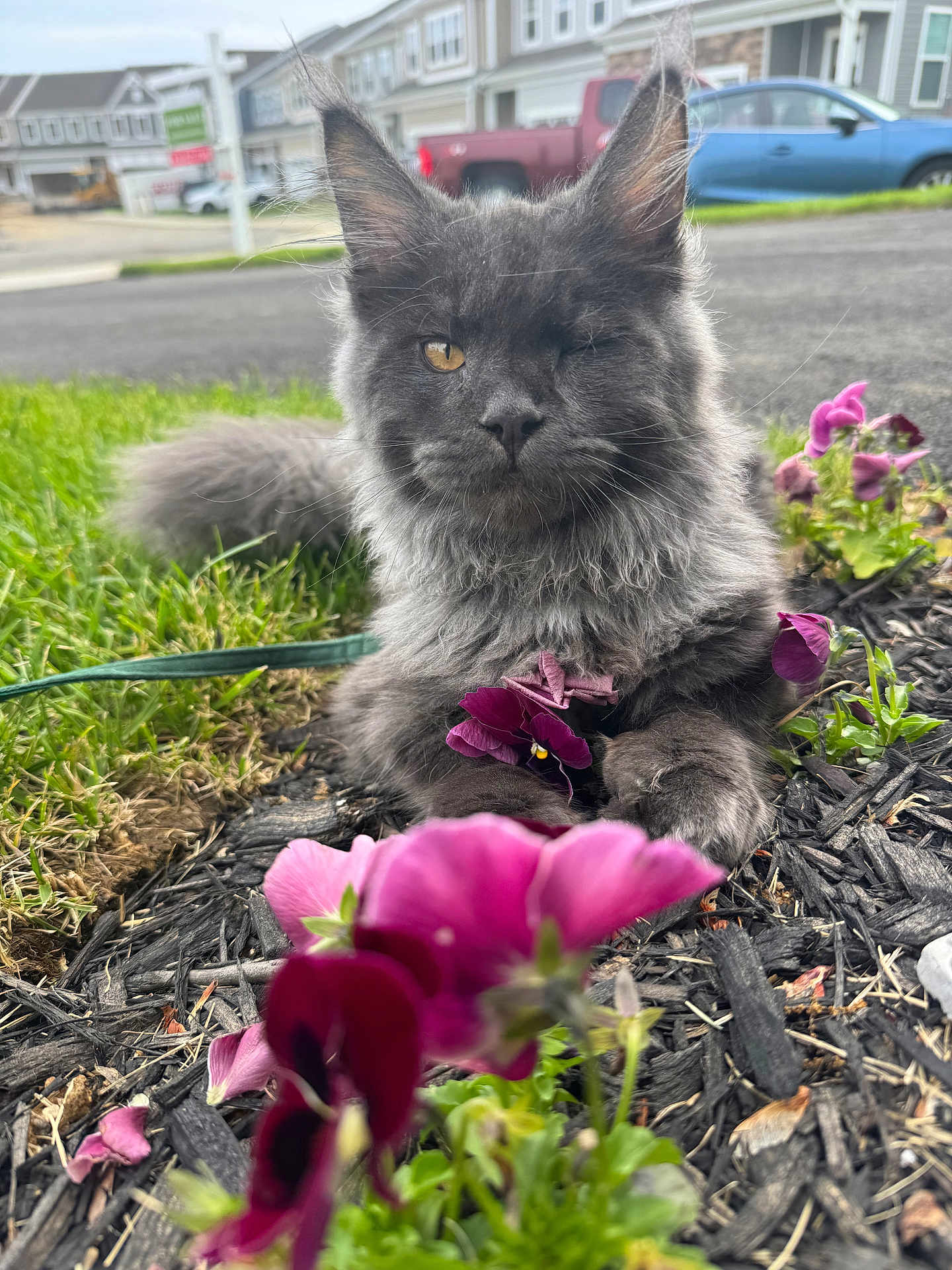 Ozzy