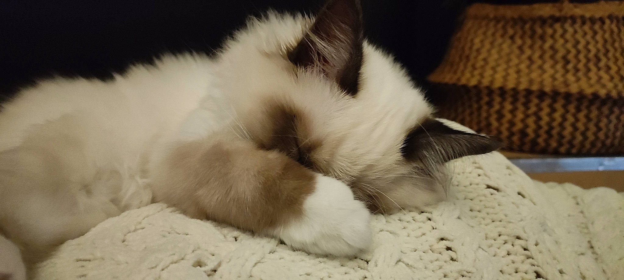 Upsy a rejoint le concours — aidez-le/la à gagner de superbes lots ! carnivore, cat, claw, comfort, felidae, foot, fur, nap, paw, sleep, small_to_medium_sized_cats, snout, tail, terrestrial_animal, whiskers