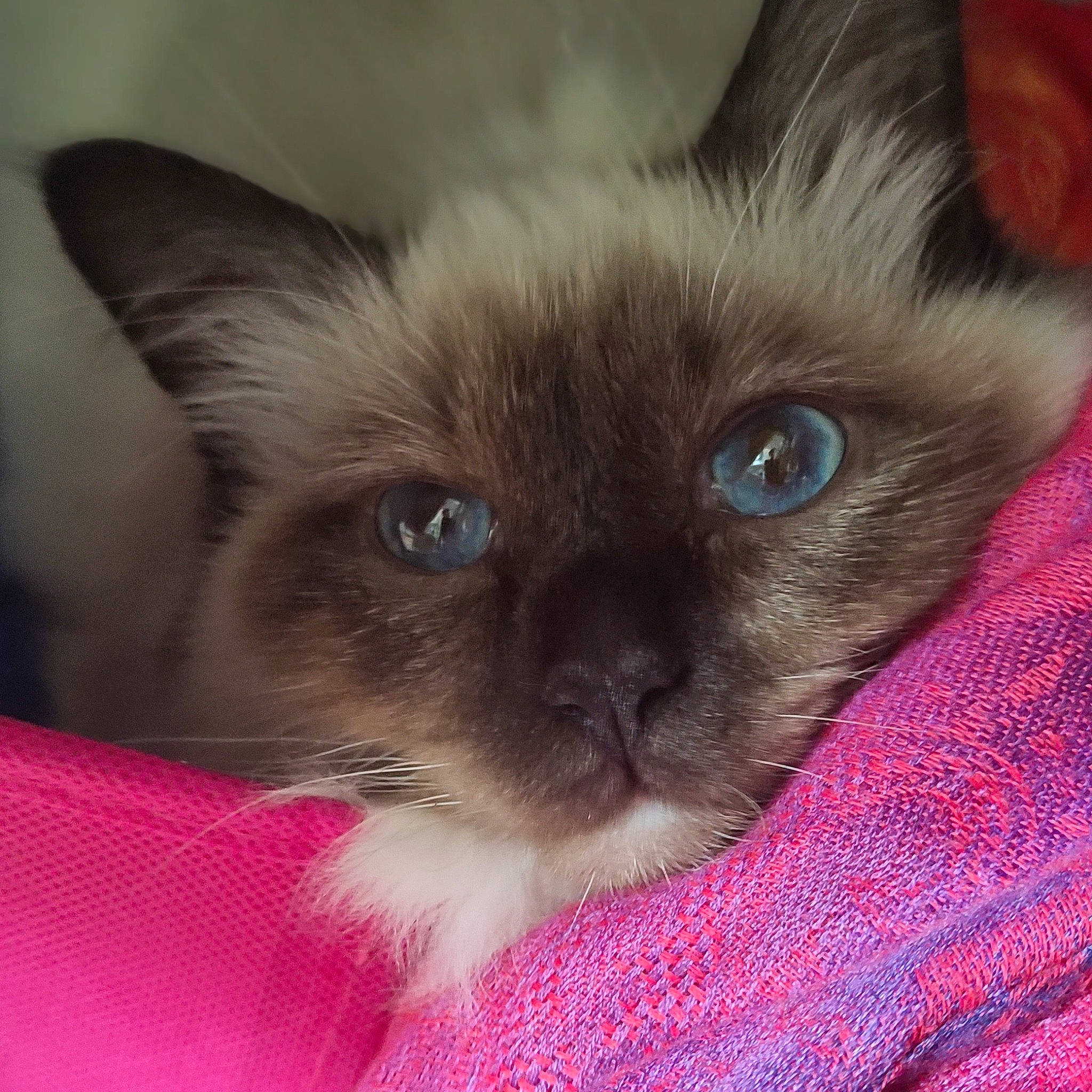 Upsy a rejoint le concours — aidez-le/la à gagner de superbes lots ! birman, carnivore, cat, close_up, comfort, electric_blue, eye, fawn, felidae, fur, hair, head, human_body, magenta, no_expression, siamese, small_to_medium_sized_cats, snout, terrestrial_animal, whiskers