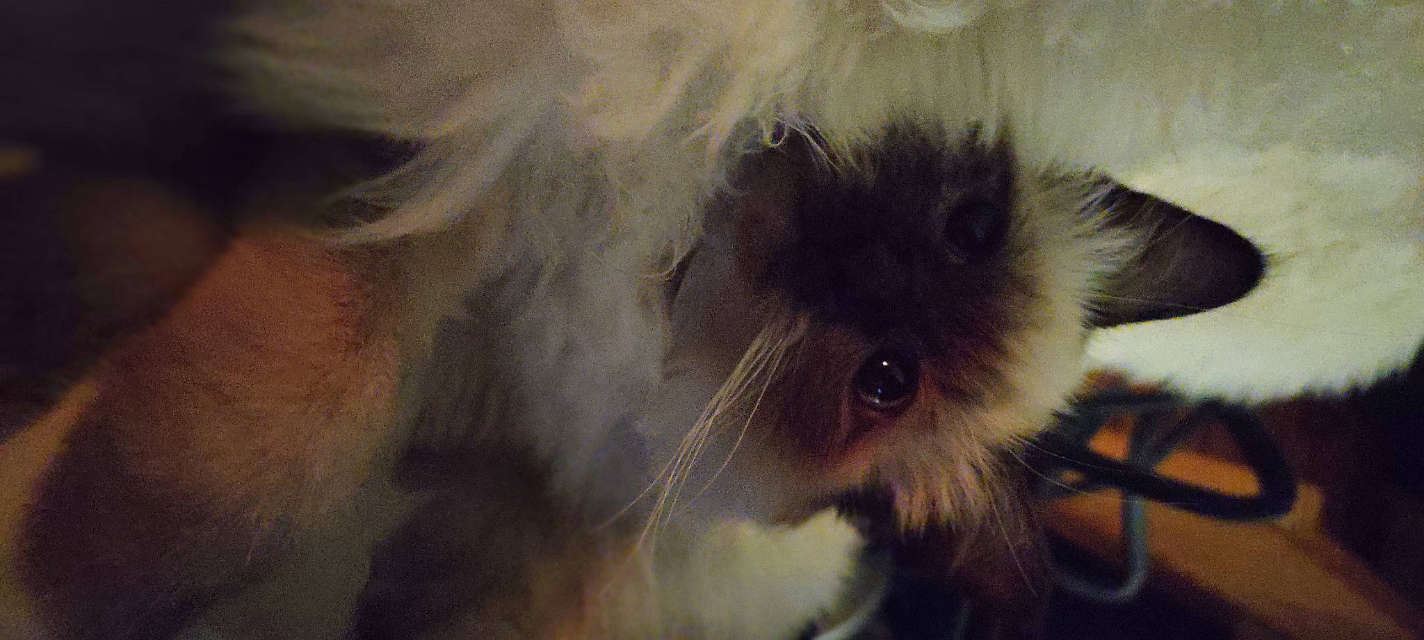 Upsy a rejoint le concours — aidez-le/la à gagner de superbes lots ! canidae, carnivore, cat, companion_dog, dog_breed, fawn, felidae, fur, macro_photography, paw, small_to_medium_sized_cats, snout, tail, terrestrial_animal, toy_dog, whiskers