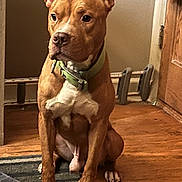 Tucker is registered to the contest to win money with this photo: dog, brown_dog, pet, indoor, floor, door, collar, striped_rug, wooden_floor, sitting, attentive, ears_up, animal, mammal, domestic_animal, canine, household, fur, quiet, home