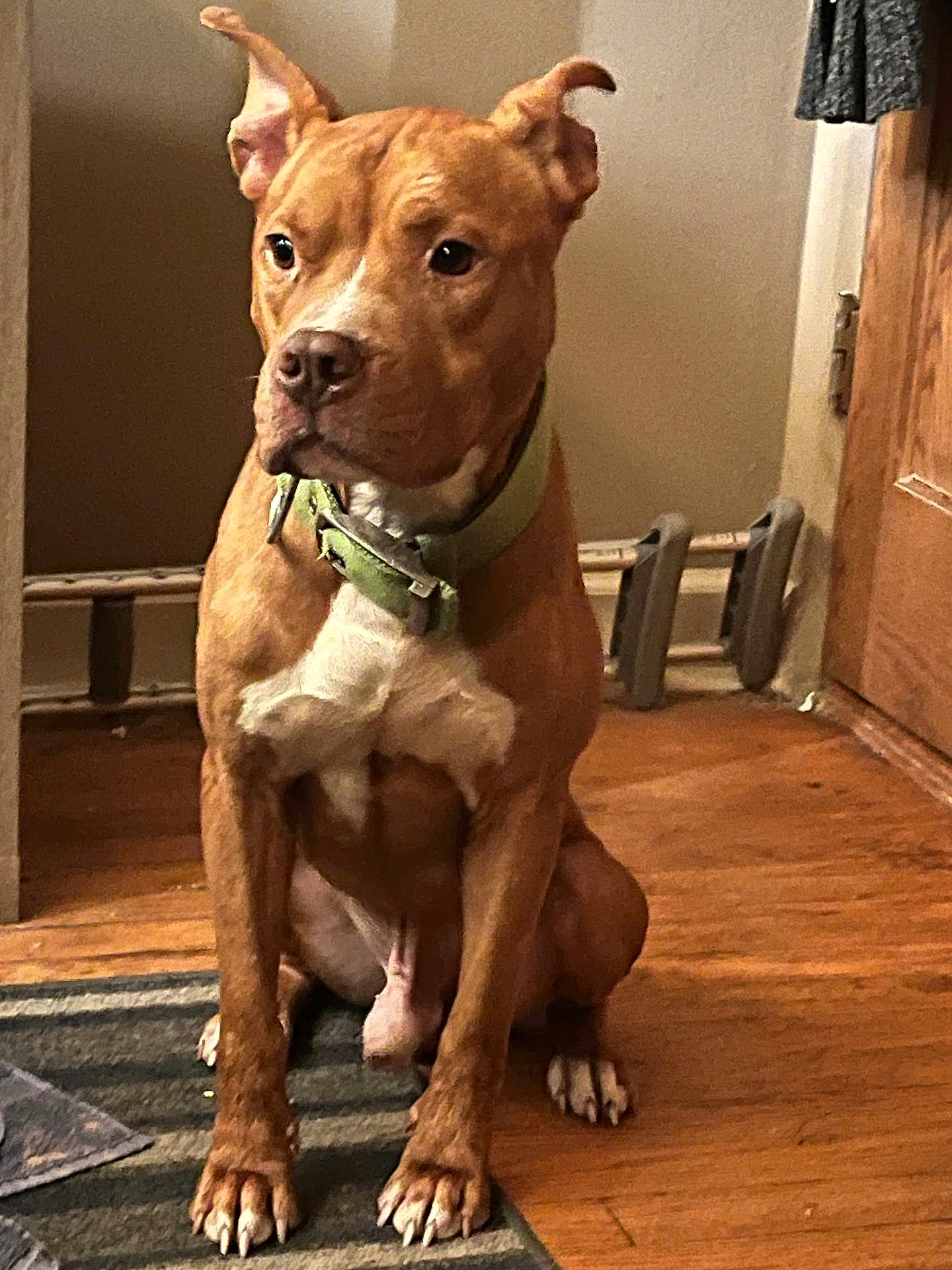 Tucker is registered to the contest to win money with this photo: dog, brown_dog, pet, indoor, floor, door, collar, striped_rug, wooden_floor, sitting, attentive, ears_up, animal, mammal, domestic_animal, canine, household, fur, quiet, home