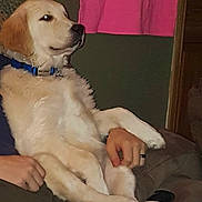 Kody joined the competition — help win amazing prizes! dog, golden_retriever, pet, indoor, couch, person, hand, collar, relaxed, sitting, fur, paw, comfort, living_room, brown, pink_curtain, casual, resting, animal, companion