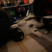 Oreo is registered to the contest to win money with this photo: cat, black_and_white, lying_down, blanket, plush_toys, indoor, bedroom, furniture, soft_lighting, cozy, pet, animal, resting, striped_blanket, window_blinds, water_bottle, stuffed_animal, home, relaxed, domestic