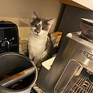 Ophelia is registered to the contest to win money with this photo: cat, gray_and_white, kitchen, countertop, coffee_grinder, coffee_tamper, toaster_oven, appliance, curious, pet, indoor, feline, small_cat, domestic_animal, household, counter, kitchen_tools, staring, quiet, cozy