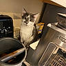 cat, gray_and_white, kitchen, countertop, coffee_grinder, coffee_tamper, toaster_oven, appliance, curious, pet, indoor, feline, small_cat, domestic_animal, household, counter, kitchen_tools, staring, quiet, cozy