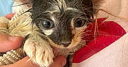 Ophelia is registered to the contest to win money with this photo: animal, cat, close_up, cozy, curious, cute, ears, eyes, fur, hand, holding, indoor, person, pet, red_lip_print, small, towel, wet_kitten, white_shirt, young_animal