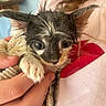wet_kitten, cat, hand, towel, person, white_shirt, red_lip_print, close_up, cute, young_animal, fur, ears, eyes, indoor, pet, animal, small, holding, curious, cozy