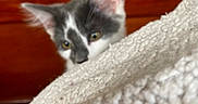 Ophelia is registered to the contest to win money with this photo: kitten, cat, gray, white, blanket, texture, furniture, books, indoor, curious, peeking, ears, eyes, soft, cozy, wood, background, domestic, pet, animal