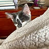 kitten, cat, gray, white, blanket, texture, furniture, books, indoor, curious, peeking, ears, eyes, soft, cozy, wood, background, domestic, pet, animal