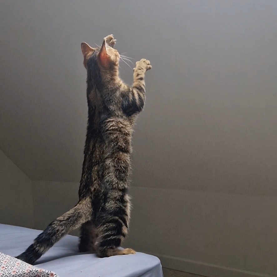 Vision a rejoint le concours — aidez-le/la à gagner de superbes lots ! animal, architecture, bed, bedroom, building, cat, couch, cushion, furniture, homedecor, indoors, interiordesign, kitten, livingroom, manx, pet, room, skylight, window, windowsill