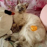 Luciole a rejoint le concours — aidez-le/la à gagner de superbes lots ! bed, bedding, blue_eyes, brown_points, cartoon, cat, cream_fur, ears, fluffy, heart_shaped_object, indoor, kitten, lying_down, pink_background, plush_toy, portrait, relaxed, siamese_cat, tail, whiskers