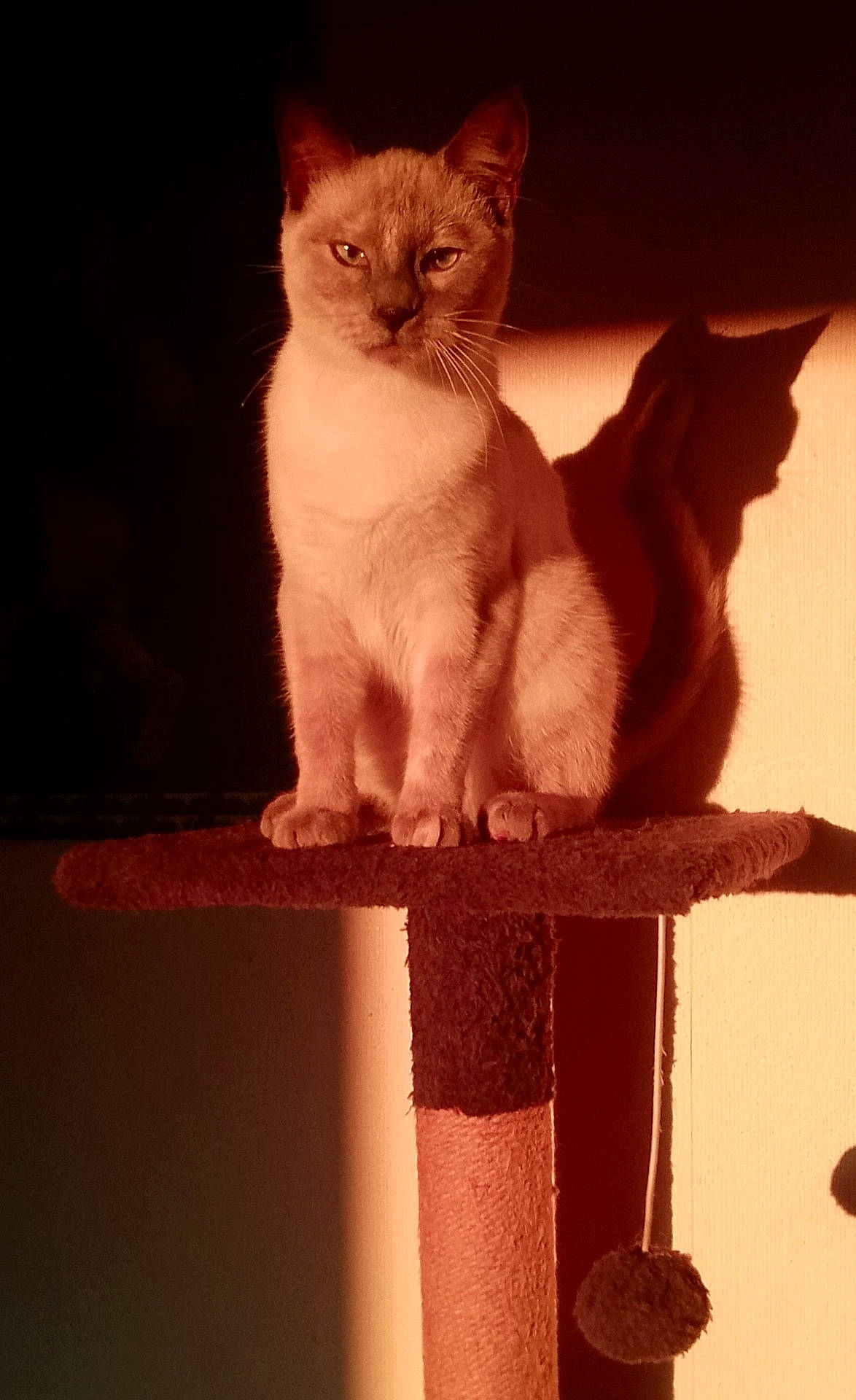 Luciole a rejoint le concours — aidez-le/la à gagner de superbes lots ! animal, brown_fur, cat, cat_tree, dramatic_lighting, ears, feline, hanging_toy, home, indoors, orange_lighting, pet, platform, portrait, scratching_pole, scratching_post, shadow, silhouette, sitting, whiskers