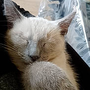 Luciole a rejoint le concours — aidez-le/la à gagner de superbes lots ! animal, cat, closeup, cozy, cute, ears, face, feline, fur, indoor, mammal, nap, paw, peaceful, pet, relaxed, resting, sleeping, soft, whiskers