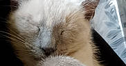 Luciole a rejoint le concours — aidez-le/la à gagner de superbes lots ! animal, cat, closeup, cozy, cute, ears, face, feline, fur, indoor, mammal, nap, paw, peaceful, pet, relaxed, resting, sleeping, soft, whiskers