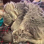 Shadow joined the competition — help win amazing prizes! cat, sleeping, gray_fur, fluffy, pet, cozy, lap, plaid, pants, relaxed, indoor, animal, feline, whiskers, paw, tail, closeup, resting, soft_fur, domestic
