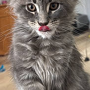 Bonnie participe au concours pour gagner de l'argent avec cette photo : kitten, gray_fur, fluffy, cat, pet, indoor, animal, cute, whiskers, ears, tongue, young_cat, feline, curious, close_up, portrait, soft_fur, domestic_cat, paw, playful