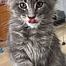 kitten, gray_fur, fluffy, cat, pet, indoor, animal, cute, whiskers, ears, tongue, young_cat, feline, curious, close_up, portrait, soft_fur, domestic_cat, paw, playful