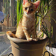 Nimbus joined the competition — help win amazing prizes! kitten, cat, orange_cat, houseplant, plant_pot, window, sunlight, indoor, leaves, whiskers, ears, paws, standing, pot_shelf, metal_stand, shadow, portrait, cute, curiosity, home_interior