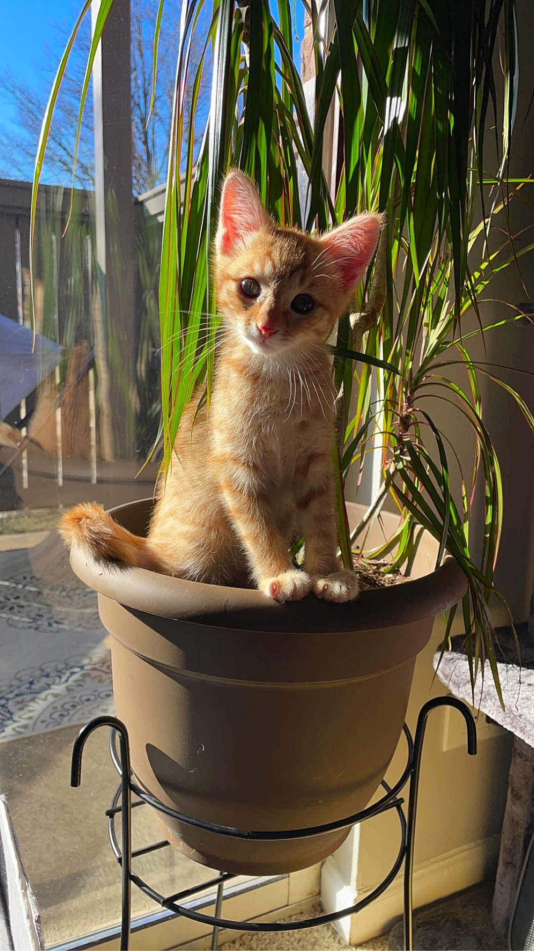 Nimbus joined the competition — help win amazing prizes! kitten, cat, orange_cat, houseplant, plant_pot, window, sunlight, indoor, leaves, whiskers, ears, paws, standing, pot_shelf, metal_stand, shadow, portrait, cute, curiosity, home_interior