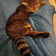 Darling a rejoint le concours — aidez-le/la à gagner de superbes lots ! cat, tabby, sleeping, blanket, blue_blanket, fur, tail, cozy, indoor, resting, pet, animal, striped, cute, domestic_cat, feline, relaxed, soft_texture, couch, warm