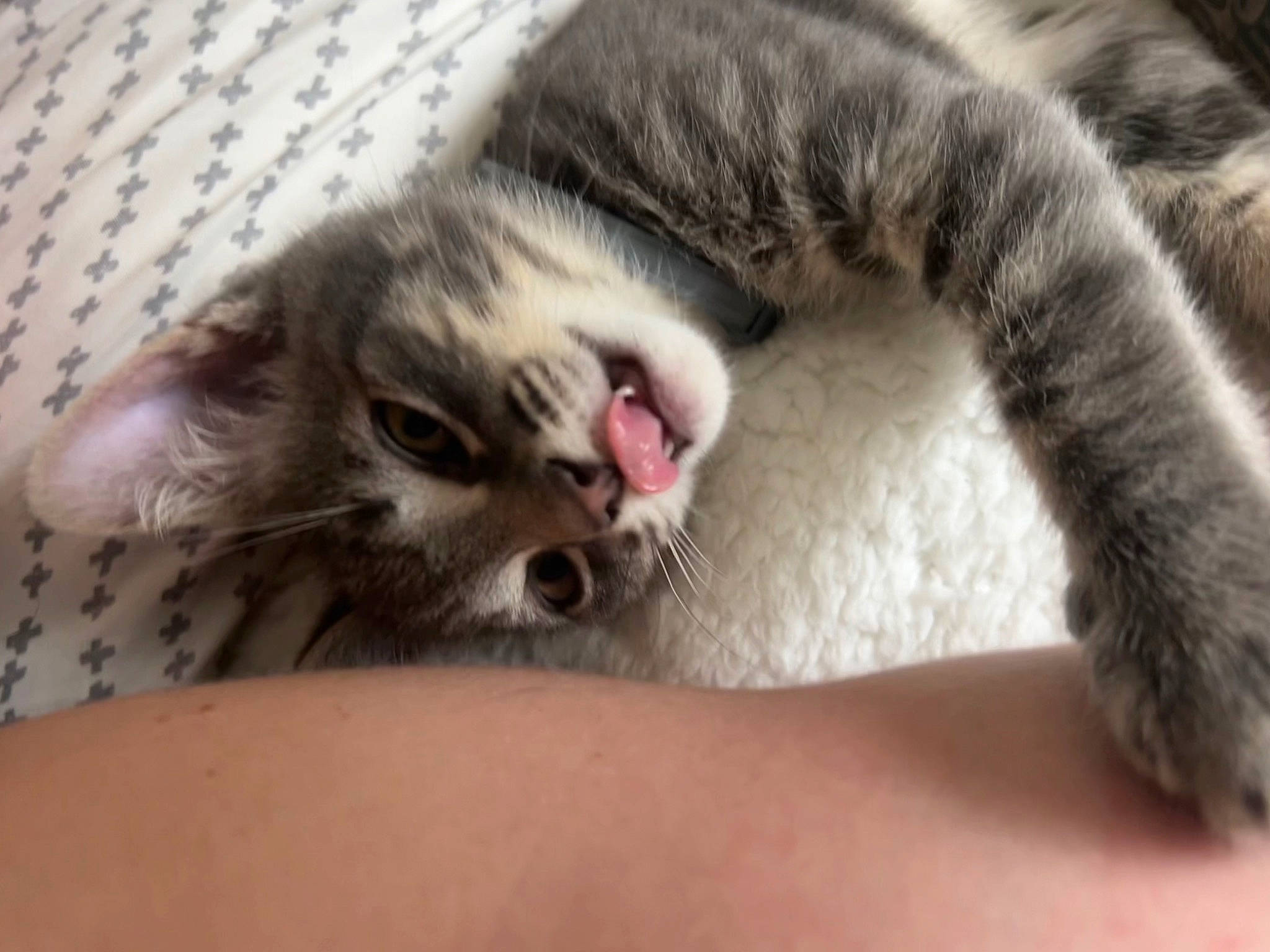 Rocket joined the competition — help win amazing prizes! carnivore, cat, claw, close_up, comfort, domestic_short_haired_cat, felidae, fur, nail, nap, paw, sleep, small_to_medium_sized_cats, snout, tail, terrestrial_animal, whiskers