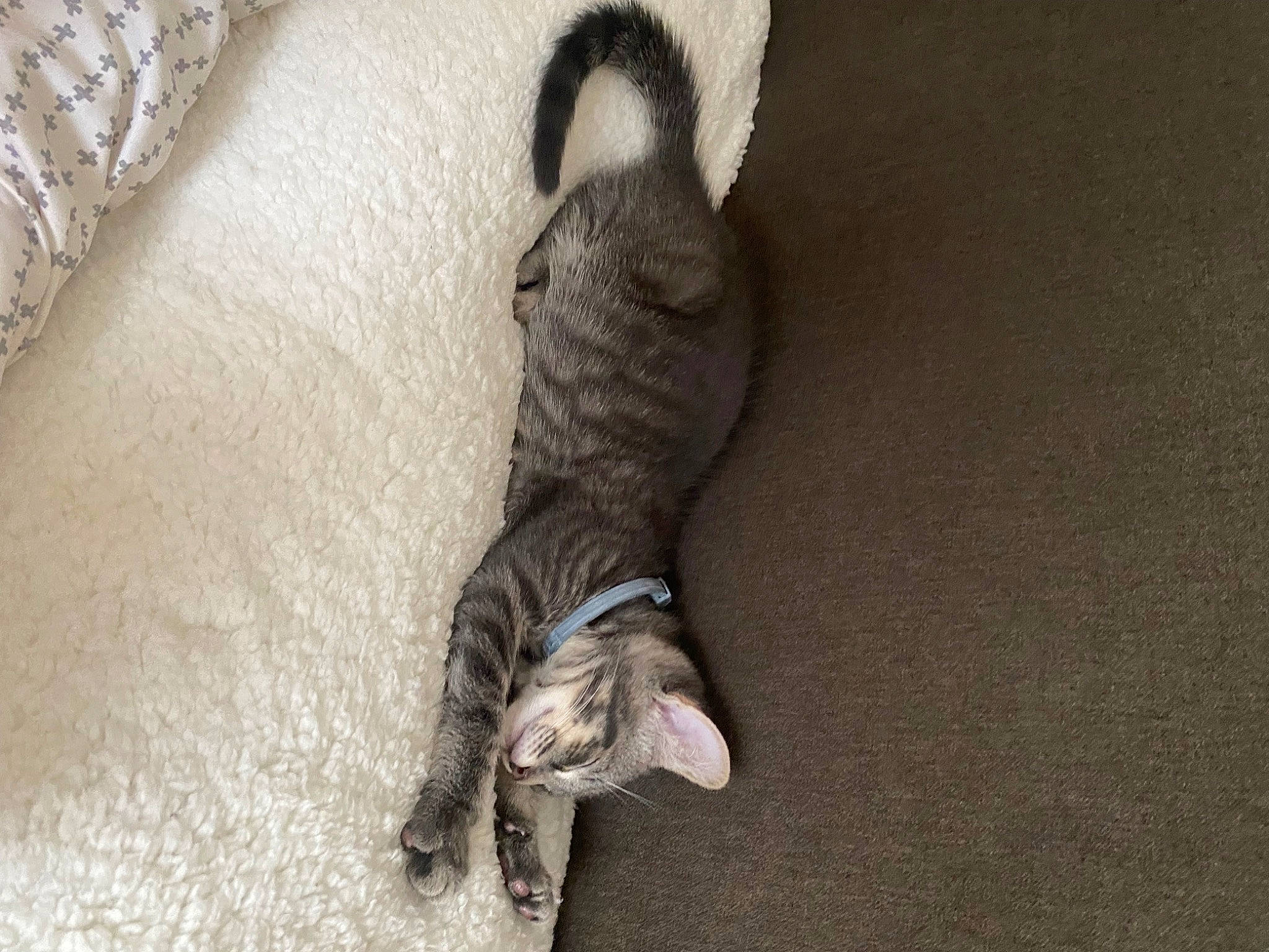 Rocket is registered to the contest to win money with this photo: canidae, carnivore, cat, claw, comfort, dog_breed, domestic_short_haired_cat, felidae, flooring, fur, grey, hardwood, paw, small_to_medium_sized_cats, snout, sporting_group, tail, vertebrate, whiskers, wood