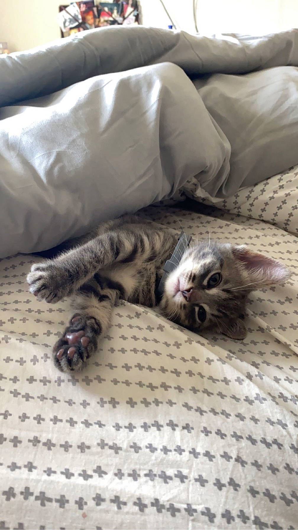 Rocket is registered to the contest to win money with this photo: carnivore, cat, claw, comfort, couch, domestic_short_haired_cat, felidae, flooring, fur, grey, hardwood, linens, pattern, paw, small_to_medium_sized_cats, tail, terrestrial_animal, textile, whiskers, wood