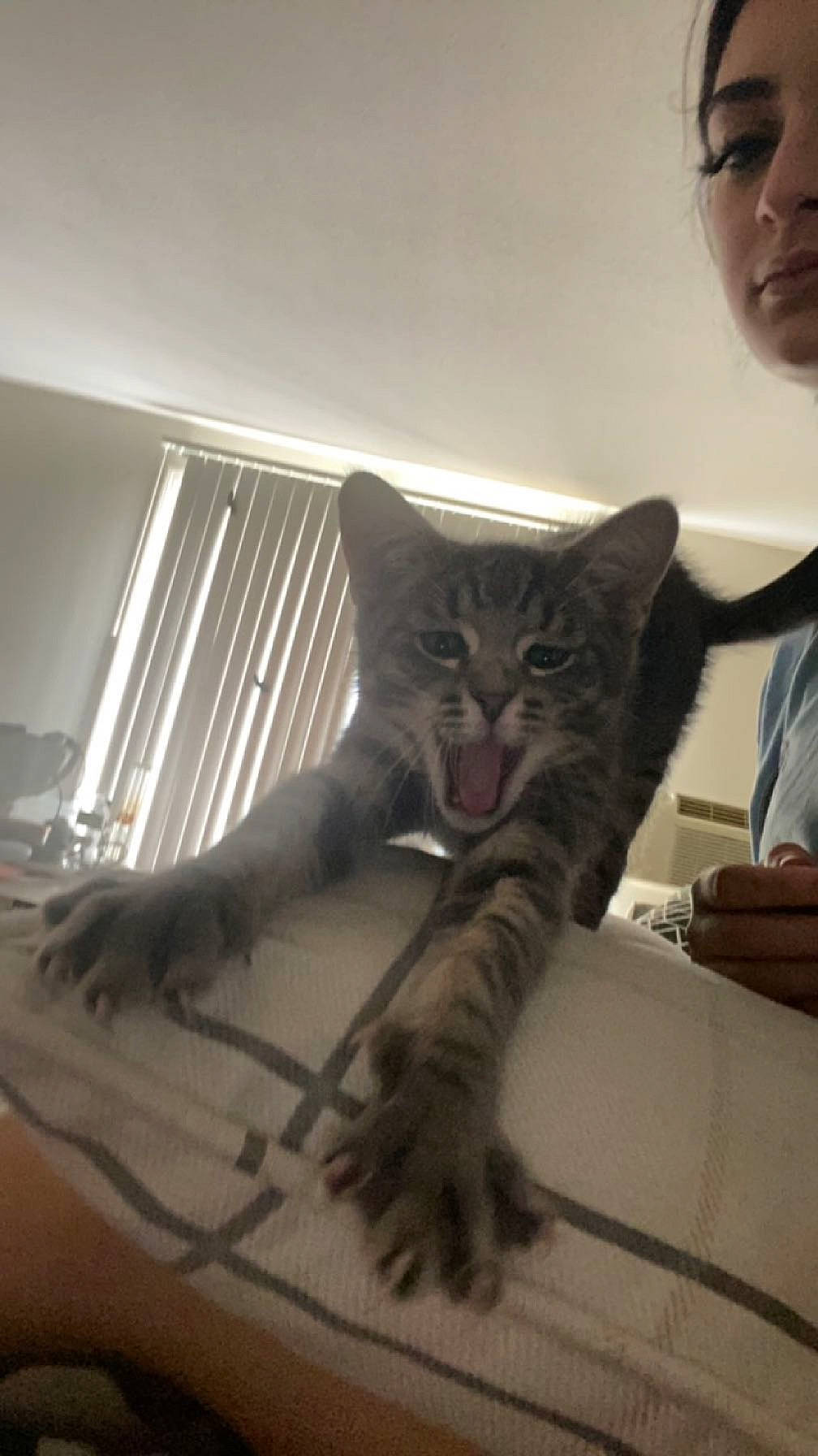 Rocket joined the competition — help win amazing prizes! bed, carnivore, cat, claw, comfort, domestic_short_haired_cat, felidae, flooring, fur, gesture, paw, room, sitting, small_to_medium_sized_cats, stairs, tail, whiskers, window