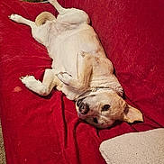 Sammy joined the competition — help win amazing prizes! canine, cardboard_boxes, carpet, collar, couch, dog, domestic, fur, furniture, home, indoor, laying_down, pet, pet_hair, pillow, red, relaxed, resting, sleepy, upside_down