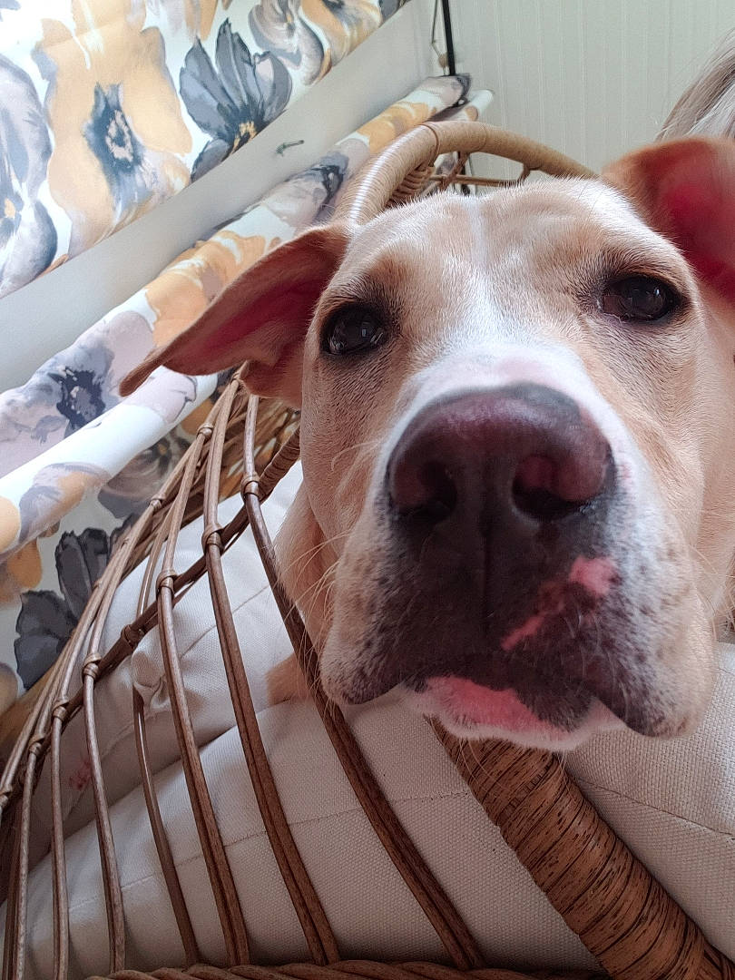 Graham joined the competition — help win amazing prizes! american_bulldog, american_pit_bull_terrier, american_staffordshire_terrier, animal_shelter, bully_kutta, canidae, carnivore, catahoula_bulldog, dog, dog_breed, ear, fawn, mammal, non_sporting_group, nose, pit_bull, snout, sporting_group, vertebrate, whiskers